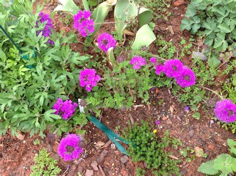 Photo Of The Entire Plant Of Purple Verbena Verbena Canadensis