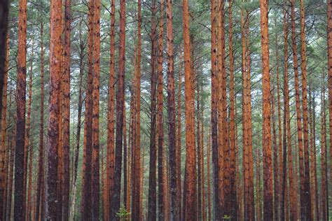 Pine Forest Trunks Of Trees Green And Red Colors N Stock Image