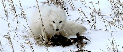 Arctic Fox Dens Attract Their Prey The Wildlife Society