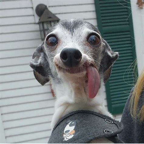 Think Happy Be Happy Zappa The Italian Greyhound Therealzappa