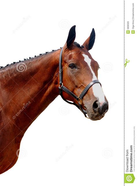 Isolated Horse Portrait Stock Photo Image Of Stallion 5808320