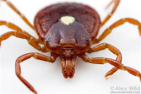 Lone Star Tick Bite Could Make You A Vegetarian For Life