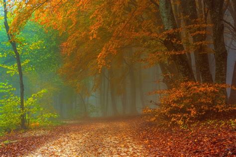 Foggy Autumn Day In The Forest Wallpapers 1991x1325 989275