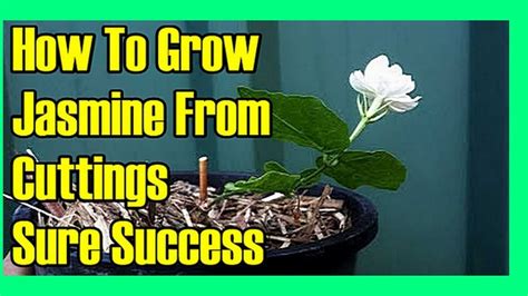 How To Grow Star Jasmine From Cuttings