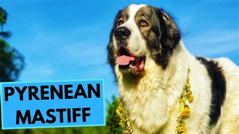 Pyrenean Mastiff Top 10 Interesting Facts Youtube