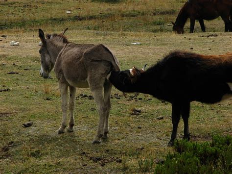Cow Licking Donkeys Bum Flickr Photo Sharing