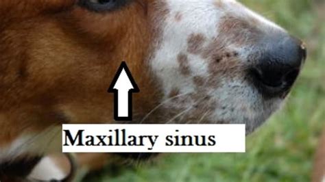 Dog Sinus Anatomy Dog Discoveries