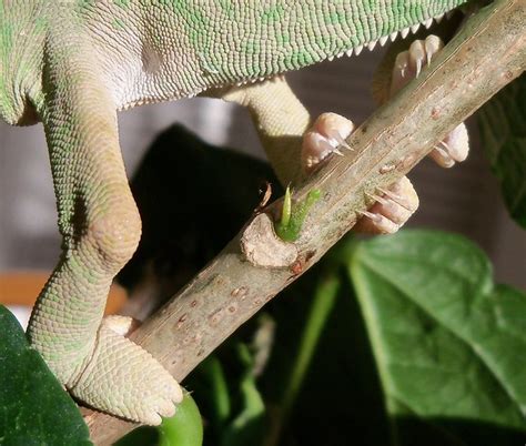 Chameleon Feet Flickr Photo Sharing