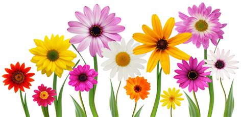 Spring Flowers Png Spring Flowers Transparent Background Freeiconspng