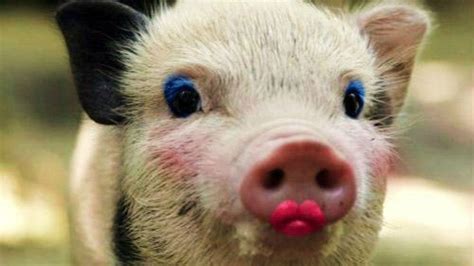 Lipstick On A Marketing Pig Baker Street Marketing