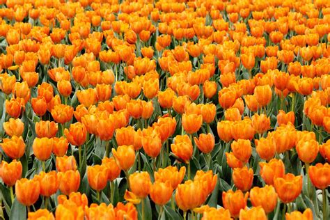 Different Types Of Orange Flowers
