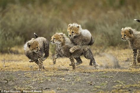 Heartwarming Pictures Of Cheetah Cubs Playing In Tanzania