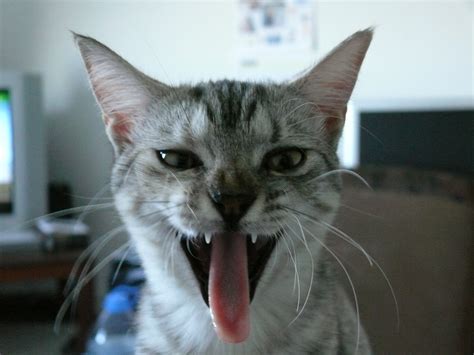 Filecat Tongue Teeth Yawn Wikimedia Commons