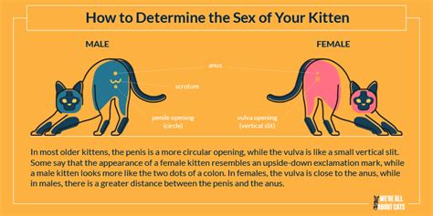 Sexing Kittens How To Determine The Sex Of Your Kitten The Cat 24