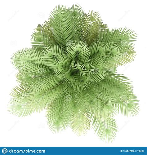 Coconut Palm Tree Isolated On White Top View Stock Illustration