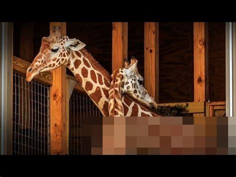 Giraffe Hot Kinky Porn - March Th Naked Women And Giraffe Sex Youtube | SexiezPix Web Porn