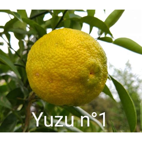 すだち or 酢橘) is a small, round, green citrus fruit of japanese origin that is a specialty of tokushima prefecture. Hana Yuzu