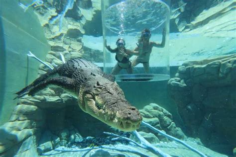 Cage Of Death Crocodile Swim And Entry To Crocosaurus Cove Getyourguide