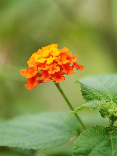 It took me a little bit of time to determine which. Orange Lantana Flower