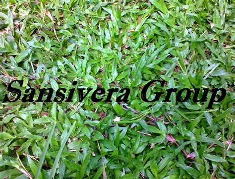 Untuk type rumput sintetis swiss 2.5cm ini cocok untuk dekorasi taman,dekorasi rumah,alas karpet dan dinding rumah. Jual Rumput Taman | Gajah mini, Golf, Swiss, Jepang ...