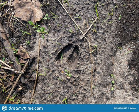 Close Up Of Footprints Of Roe Deer Capreolus Capreolus In Deep And