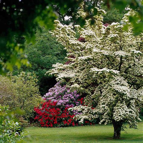 Fast-Growing Trees | Better Homes & Gardens