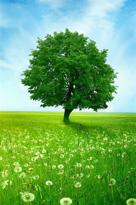 34 Iphone Green Nature Hd Wallpapers