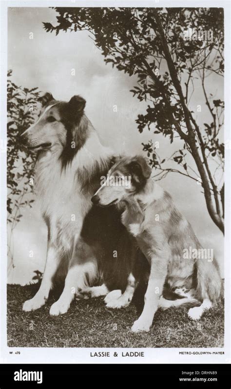 Lassie And Laddie Movie Star Dogs Stock Photo Alamy