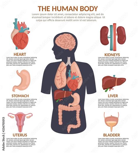 Infographics Of Human Organs Anatomy Body Cartoon Vector Illustration