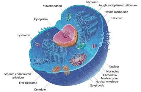 Fileeukaryotic Cell Animal