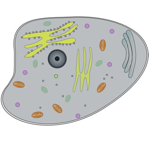 Animal Cell Png Svg Clip Art For Web Download Clip Art Png Icon Arts