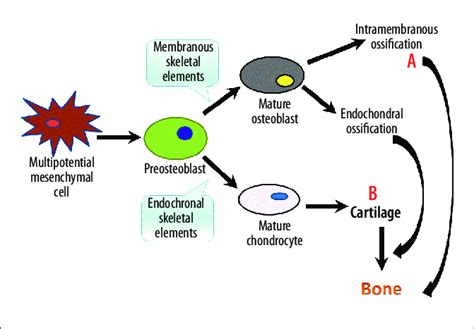Intramembranous Bone Formation