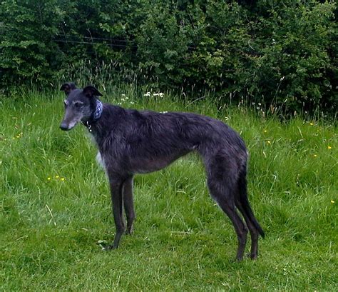 Common Lurcher Questions Its Lurchers For Beginners 4