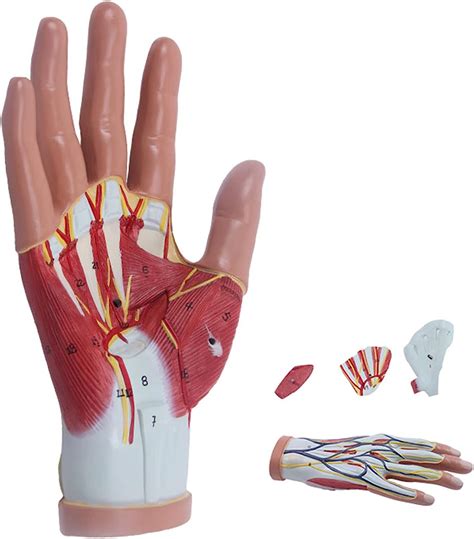 Human Hand Anatomical Model Enlarged Hand Dissection Anatomical Model
