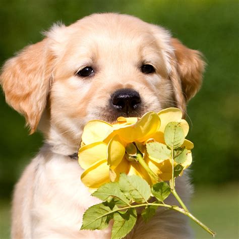 Retriever Puppy Petals Flower Ipad Air Wallpaper Download Iphone