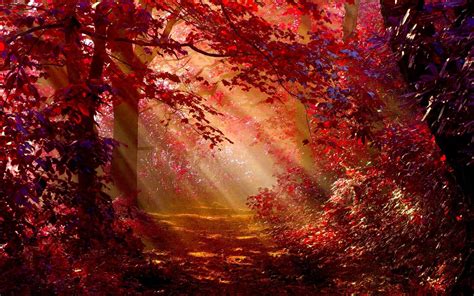 Red Forest Wallpapers Wallpaper Cave