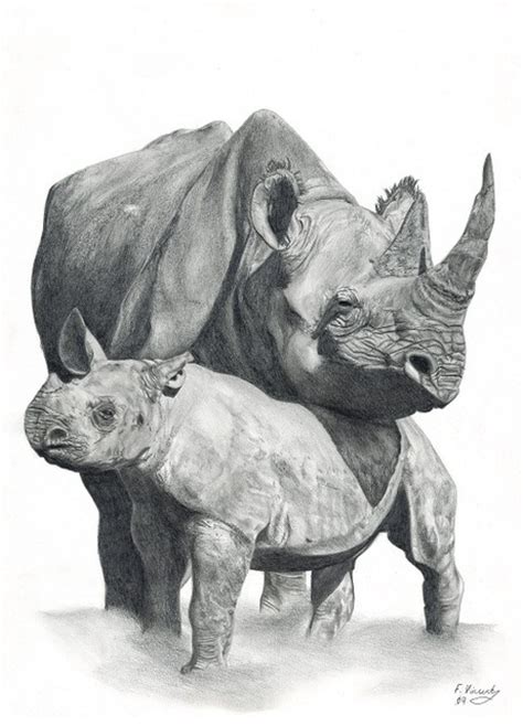 And while they don't have erasers on the there are a few different types of drawing pencils. Mother And Baby Rhino Pencil Drawing By Frances Vincent ...