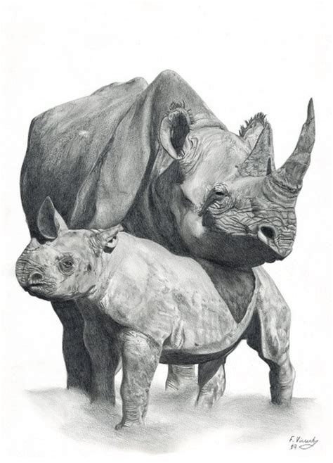 Difficult drawings are often easily created through simple steps. Mother And Baby Rhino Pencil Drawing By Frances Vincent ...