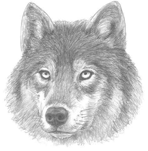 Realistic Drawings Of Wolves With Wings