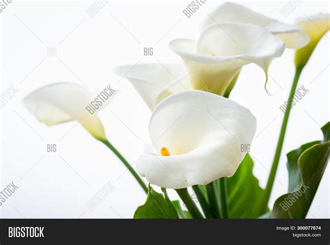 Beautiful Calla Lilies Image And Photo Free Trial Bigstock