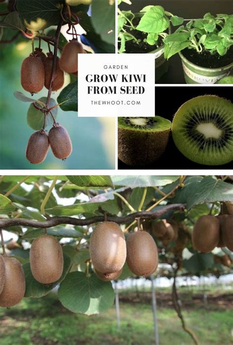 Grow A Kiwi Fruit From Seed Easy Video Instructions Grow Kiwi From