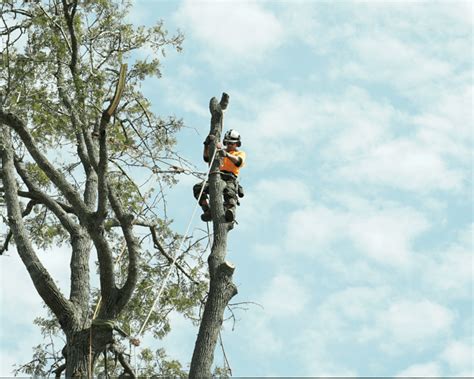 Maybe you would like to learn more about one of these? Tree Removal Sunshine Coast