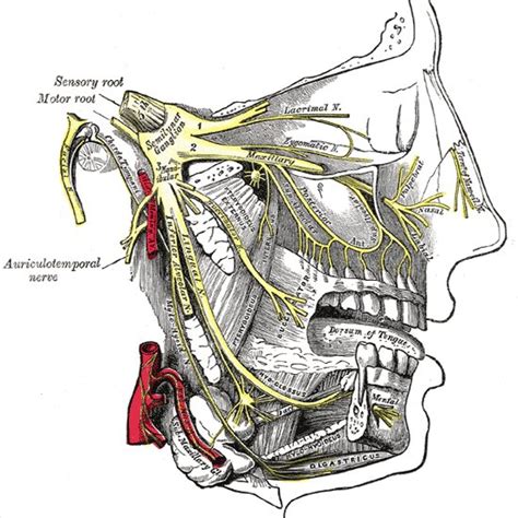 Diagram Of The Nasopalatine And Surrounding Nerves From Grays
