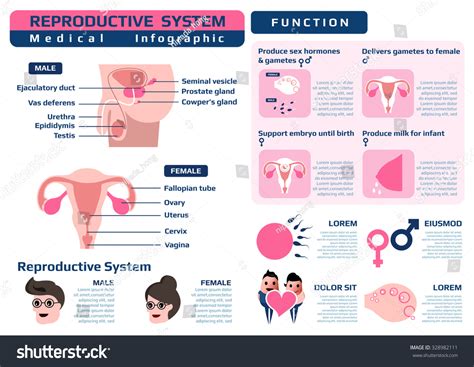 Infographic Function Reproductive System Medical Health Stock Vector Royalty Free