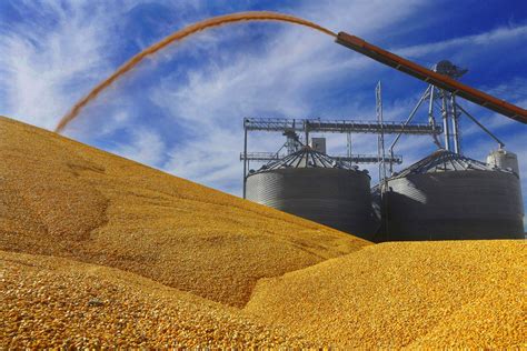 China Approves Two New Us Gm Soybean And Corn Crops China Plus