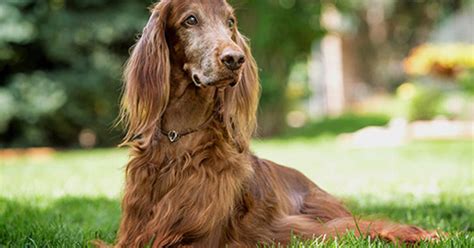 That's why no matter the form, flavor, life stage, breed size, health need or dietary preference, purina one dog food formulas have an option just for your dog. Feeding Older Dogs: When to Consider Senior Dog Food | Purina