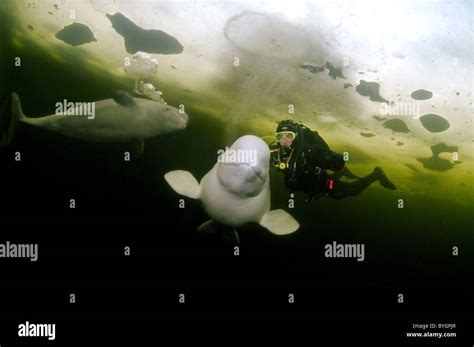 Scuba Diver With Two Belugas Swim Under Ice White Whale