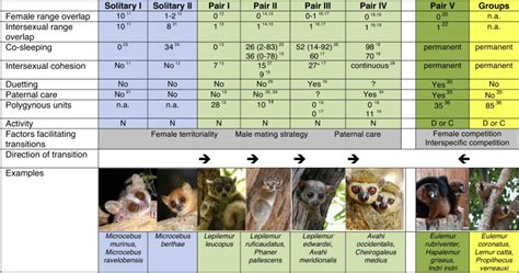 Lemur Behaviour Informs The Evolution Of Social Monogamy Trends In
