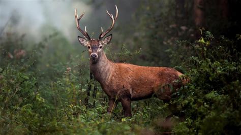 Arkansas Hunter Dies After Deer He Thought Was Shot Dead Attacked