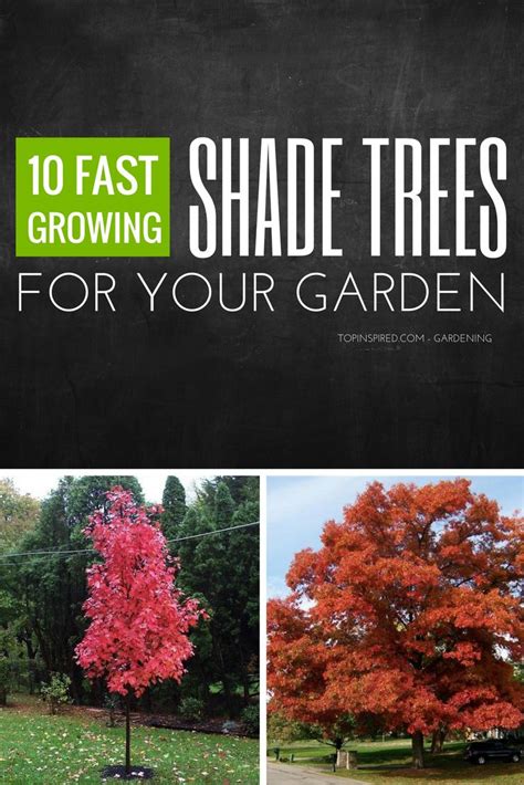 Four Different Trees With The Words 10 Fast Growing Shade Trees For